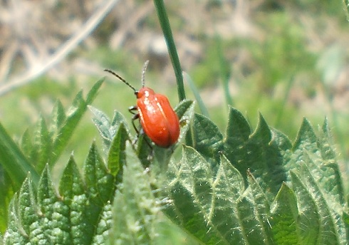 Lilioceris lilii